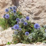 Ježibaba modrá (Echinops bannaticus) ´BLUE GLOW´ - kont. P9
